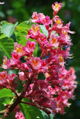 Aesculus xcarnea 'Briotii' - jírovec pleťový 'Briotii' (38) - květenství detail